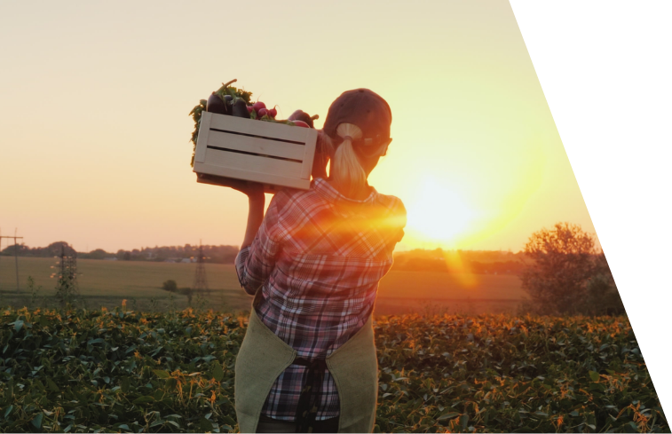 farmer holding a box of fresh vegetables looking at sunset over farmland